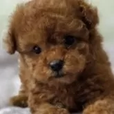 ティーカッププードル【埼玉県・女の子・2025年10月10日・レッド】の写真8