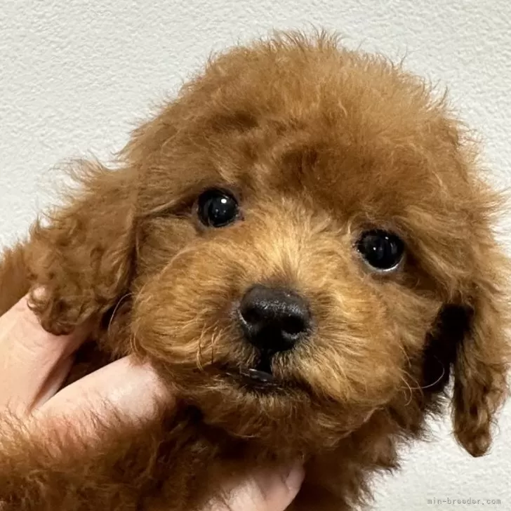 ID:2409-05452の子犬