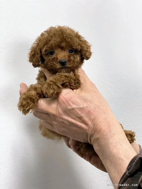 ID:2303-01682の子犬