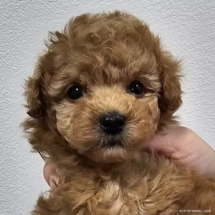 ID:2408-08232の子犬