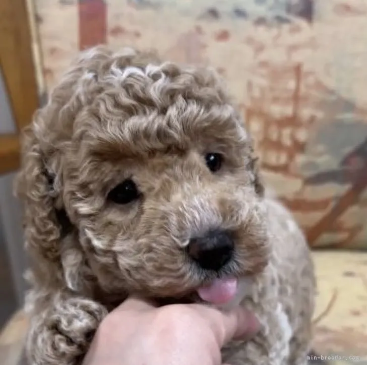 ID:2311-00571の子犬