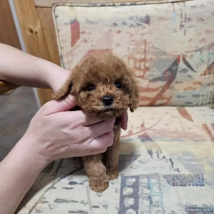 ID：2410-06171の子犬