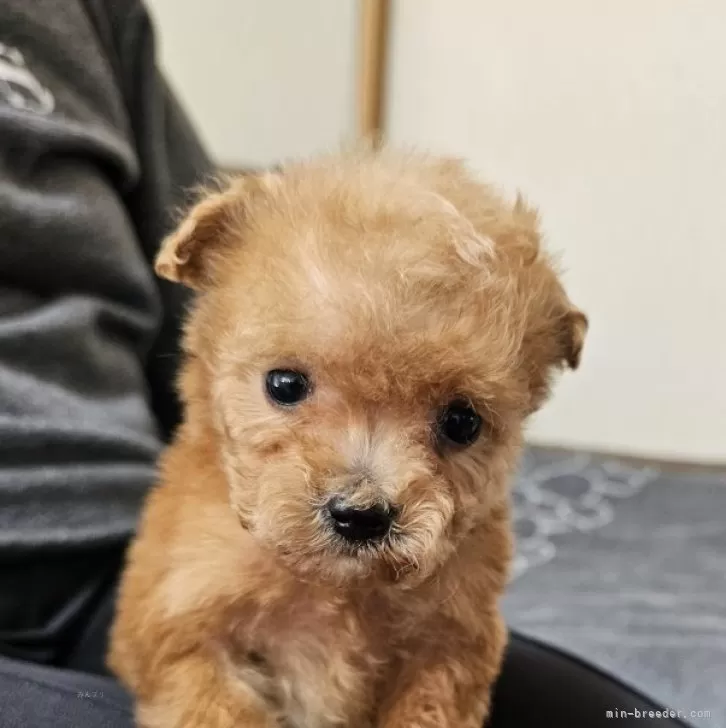 A.H 様のお迎えした子犬