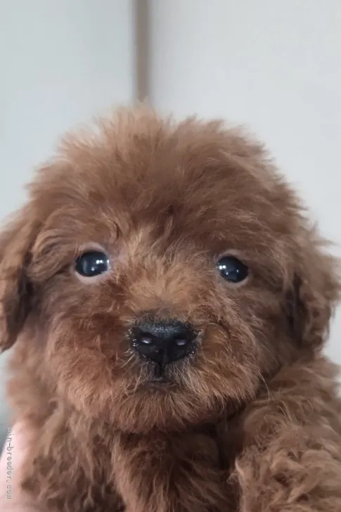 ID：2112-02076の子犬