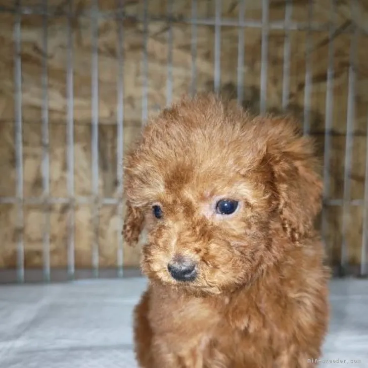 ID:2301-00683の子犬