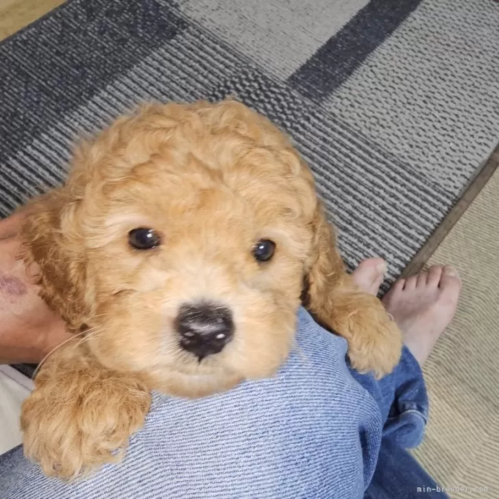 ID:2408-03307の子犬