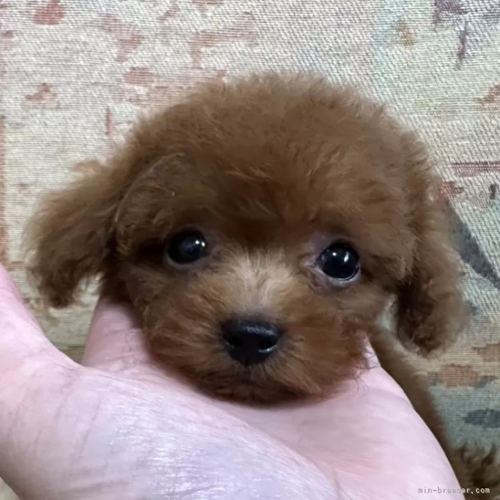 ID：2409-01725の子犬