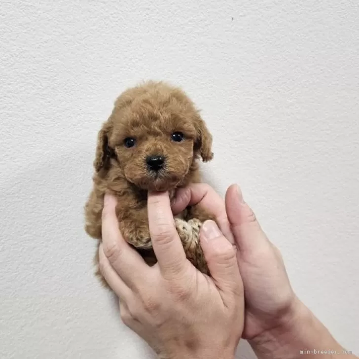 ID:2410-06176の子犬