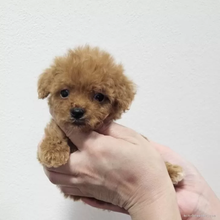 ID:2410-06145の子犬