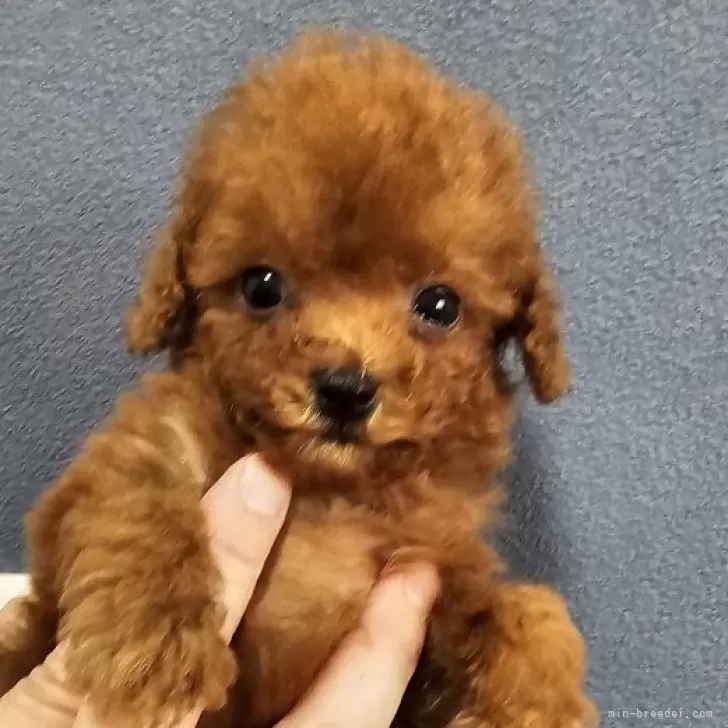 ID：2408-03502の子犬