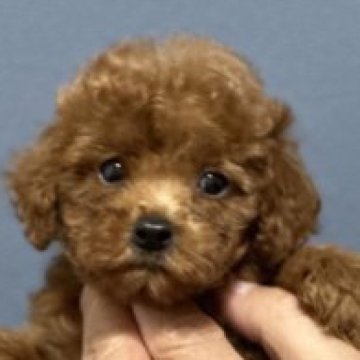 トイプードル(ティーカップ)【埼玉県・女の子・2023年4月14日・レッド】の写真「小さな 小さな可愛い女の子です」