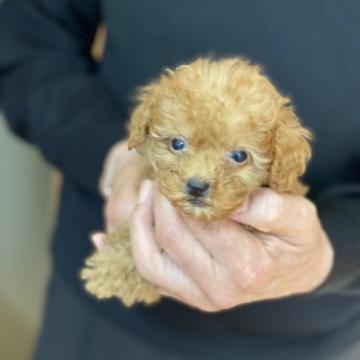 トイプードル(トイ)【埼玉県・男の子・2022年10月15日・レッド 白有り】の写真「ガッチリした風格と持ち主です」