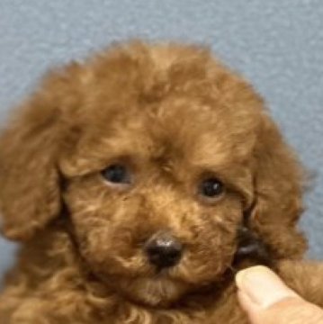 トイプードル(ティーカップ)【埼玉県・女の子・2023年4月8日・レッド】の写真「小さな可愛い女の子です」