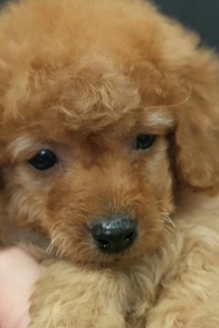 トイプードル(トイ)【埼玉県・男の子・2021年12月18日・アプリコット】の写真「優しく甘えん坊の男の子です」