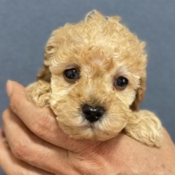 トイプードル(タイニー)【埼玉県・男の子・2023年3月27日・アプリコット】の写真「顔立ちの良い可愛い男の子です」