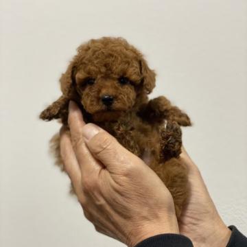 トイプードル(タイニー)【埼玉県・男の子・2022年9月29日・レッド】の写真「小さな  小さな男の子です」