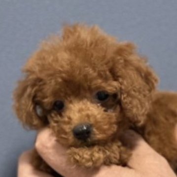 トイプードル(ティーカップ)【埼玉県・女の子・2023年3月29日・レッド】の写真「小さな可愛い女の子です」