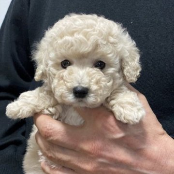 トイプードル(トイ)【埼玉県・女の子・2022年11月10日・クリーム】の写真「大人しく静かな女の子です」