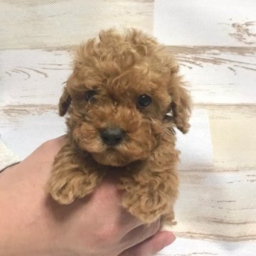 トイプードル(トイ)【埼玉県・男の子・2022年12月18日・レッド】の写真「元気一敗パワフル男子です」