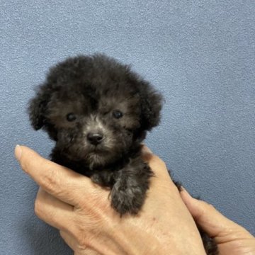 トイプードル(ティーカップ)【埼玉県・男の子・2023年2月19日・シルバー】の写真「小さな可愛男の子です」