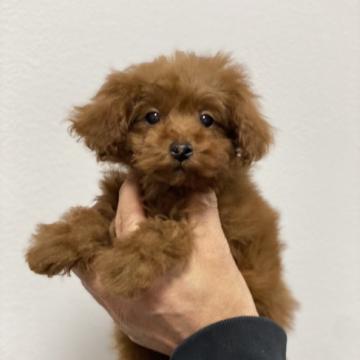 トイプードル(タイニー)【埼玉県・女の子・2022年10月10日・レッド】の写真「おとなしく静かな可愛い女の子です」