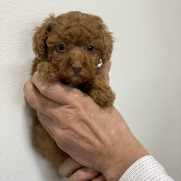 トイプードル(トイ)【埼玉県・女の子・2022年10月23日・レッド】の写真「大人しい甘えん坊の女の子です」