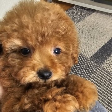 トイプードル(ティーカップ)【埼玉県・男の子・2024年5月18日・レッド】の写真「元気な可愛い男の子です」