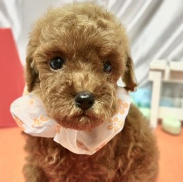 トイプードル(タイニー)【埼玉県・女の子・2022年7月7日・レッド】の写真「おしとやかだけど  とても活発な女の子です」