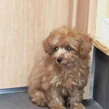 トイプードル(タイニー)【埼玉県・男の子・2022年10月10日・レッド】の写真「おめめの クリットした可愛い男の子です」