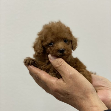 トイプードル(タイニー)【埼玉県・女の子・2022年9月30日・レッド】の写真「小さな可愛い女の子です」