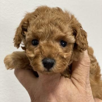 トイプードル(タイニー)【埼玉県・男の子・2022年10月22日・レッド 白有り】の写真「小さくても元気でご飯モリモリの男の子です」