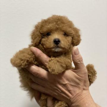 トイプードル(タイニー)【埼玉県・女の子・2022年9月30日・レッド】の写真「小さな可愛い女の子です」