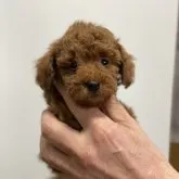 タイニープードル【埼玉県・男の子・2022年12月24日・レッド】の写真1
