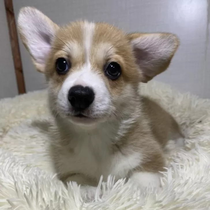 ID：2505-06356の子犬