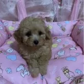 タイニープードル