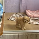 トイプードル(タイニー)