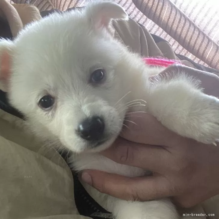 ID：2501-00270の子犬