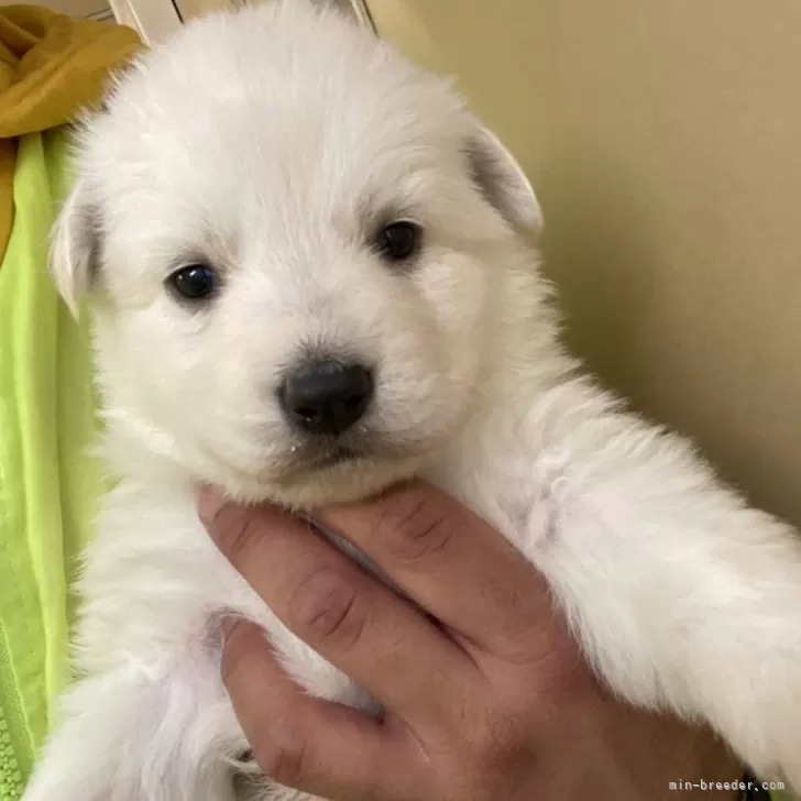 ID:2501-00895の子犬