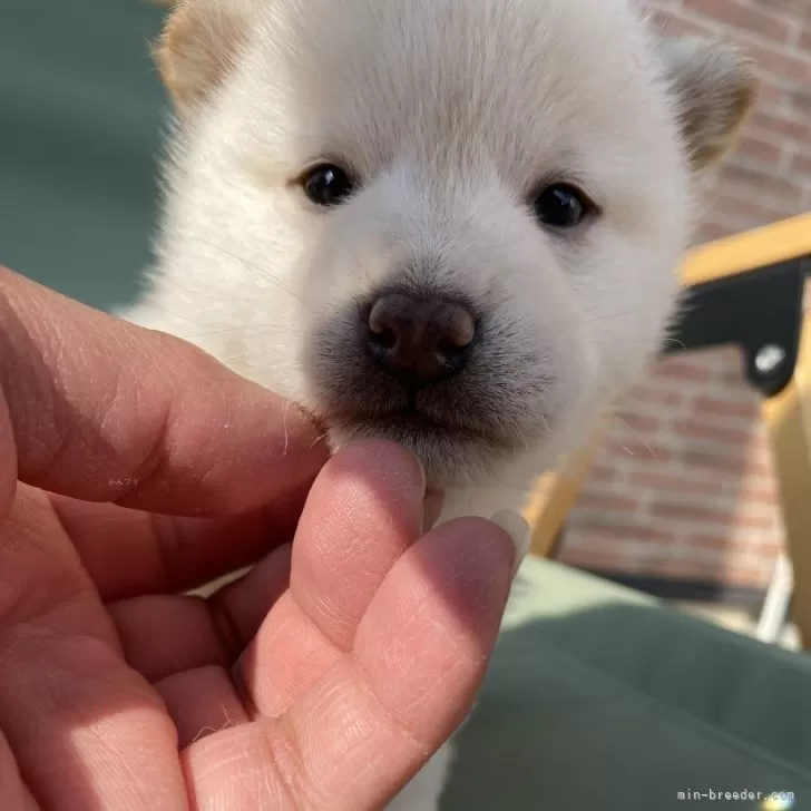 ID:2501-04882の子犬