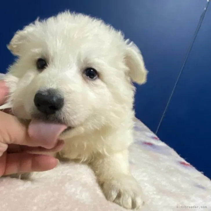 ID:2212-04517の子犬