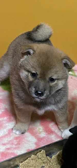 ID:2112-03424の子犬