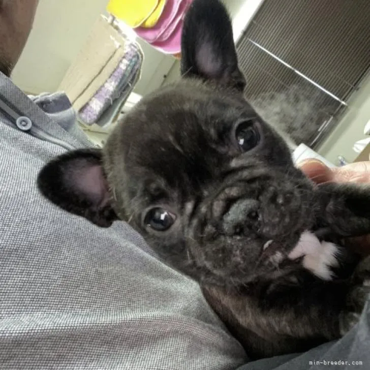ID:2211-04860の子犬