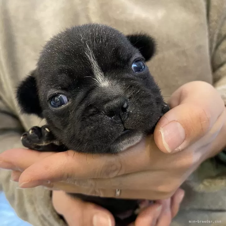 ID:2401-06529の子犬