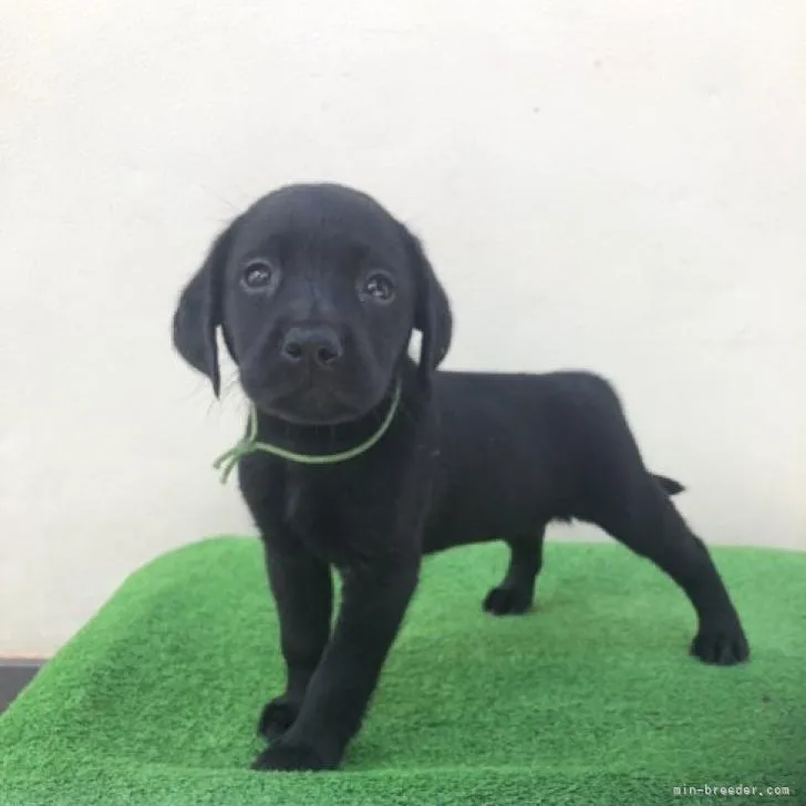 y 様のお迎えした子犬