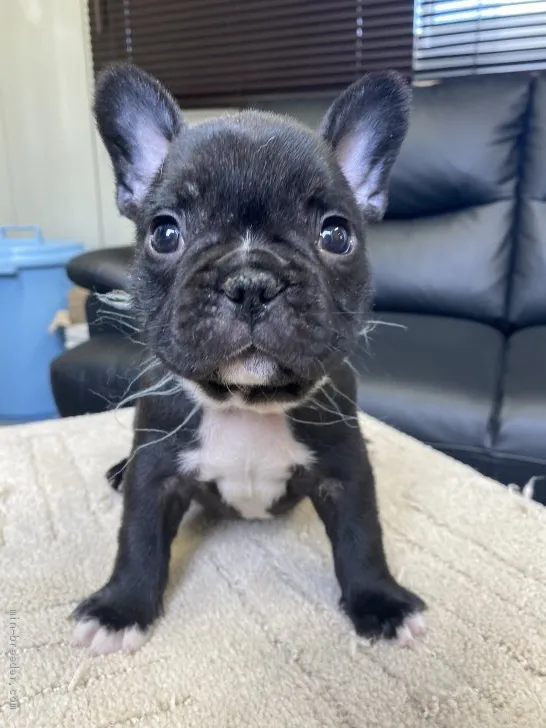 ID：2106-01718の子犬