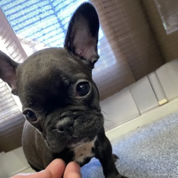 ID:2307-03929の子犬