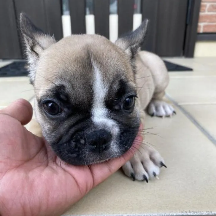 ID：2206-02144の子犬