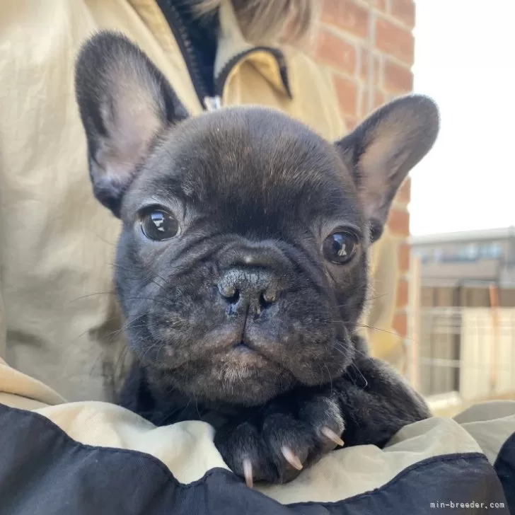 H.S 様のお迎えした子犬