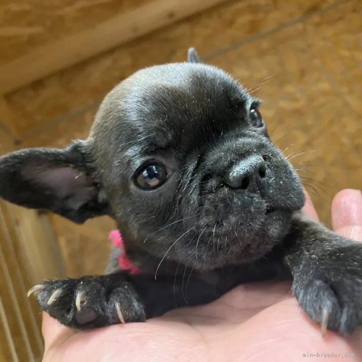 ID:2307-02231の子犬