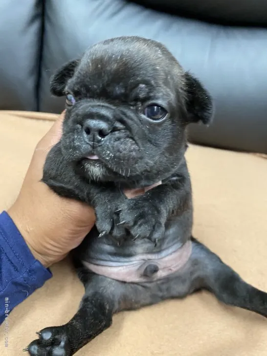 ID:2107-04133の子犬
